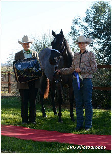 FASHIONED IN BLUE. All Blue N Cruisin X Call Me Old Fashioned FUTURITY HALTER CHAMPION YEARLING MARES. OPEN GRAND CHAMPION MARE. OPEN RESERVE GRAND CHAMPION MARE.